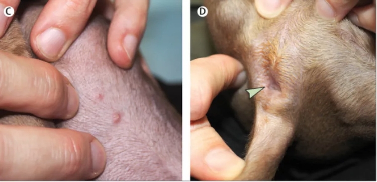 Primeiro caso de Varíola dos Macacos em cachorro é registrado na França