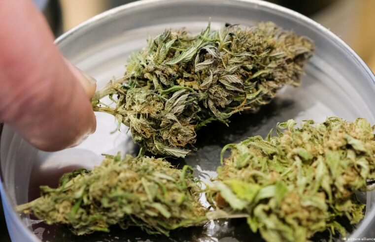 Alemanha vai legalizar uso de maconha para fins recreativos