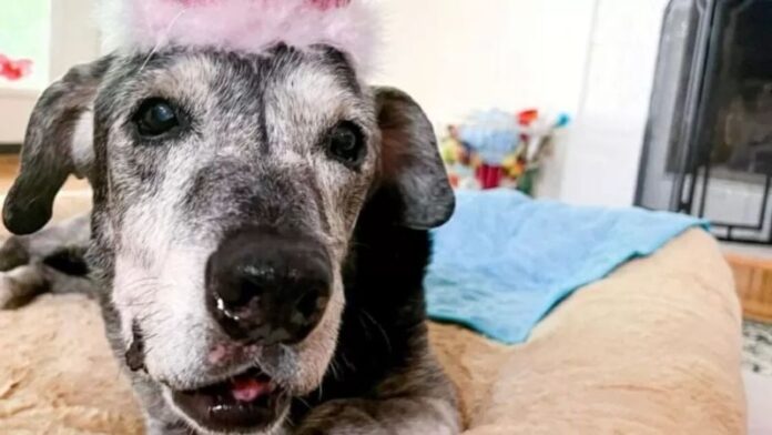 Cadela é adotada aos 19 anos e realiza todos seus desejos no fim da vida