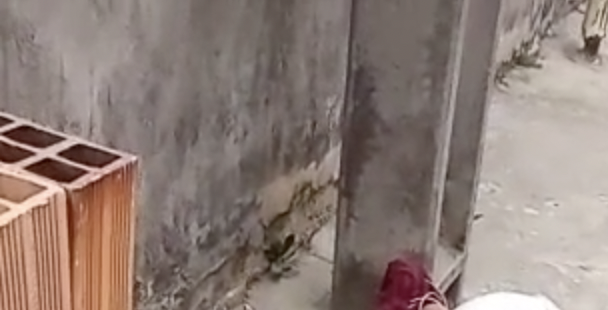 Urgente: duas jovens são execut4das com as mãos amarradas pra trás no Parque 10; veja vídeo