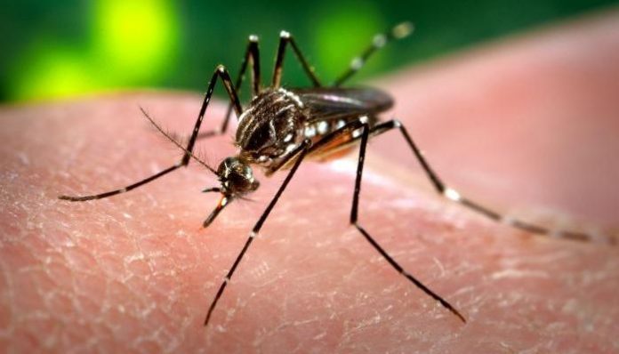 Brasil inicia testes em humanos da primeira vacina contra chikungunya no mundo