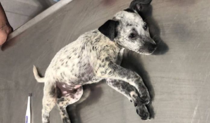 Após agredir ex-namorada e ferir cachorrinho, homem é preso em Manaus