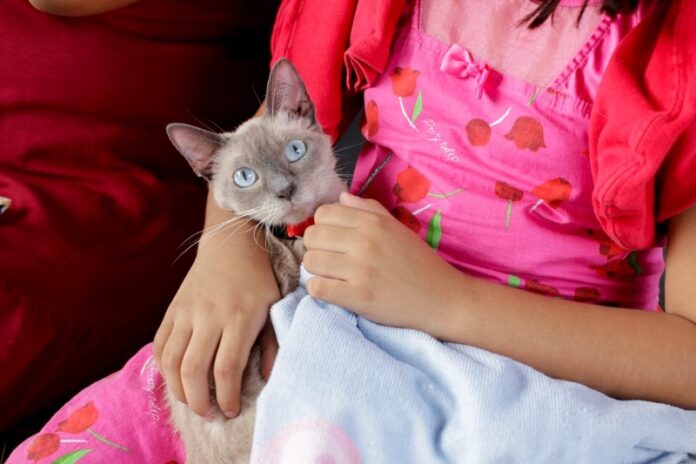 Shopping Phelippe Daou recebe ações do Castramóvel entre 18 e 21 de janeiro