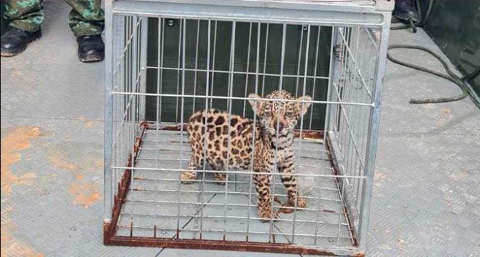 Em Manaus, homem é preso após tentar vender filhote de onça pintada no Tarumã
