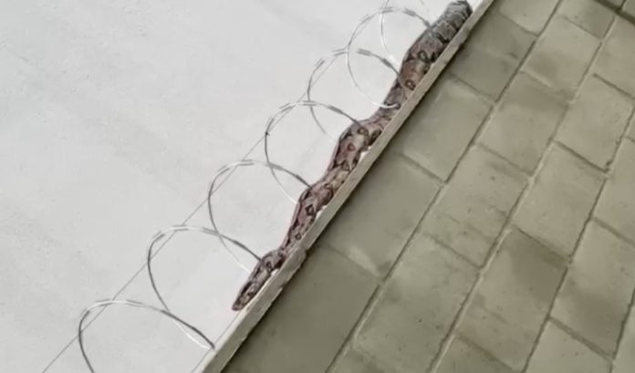 Devidos às fortes chuvas, cobra é avistada em muro de condomínio em Manaus