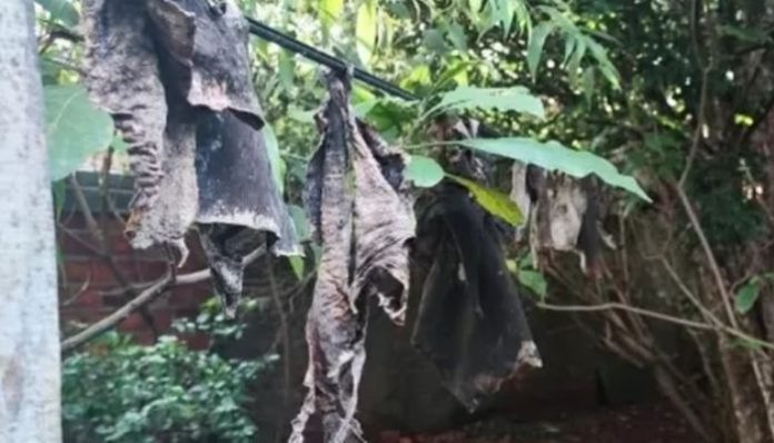 Mulher que matava cães para se alimentar alega fome e é solta pela Justiça do Tocantins