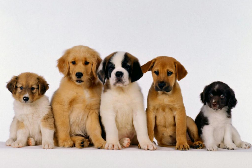 ONGs vão à Justiça contra venda de animais na OLX e no Mercado Livre