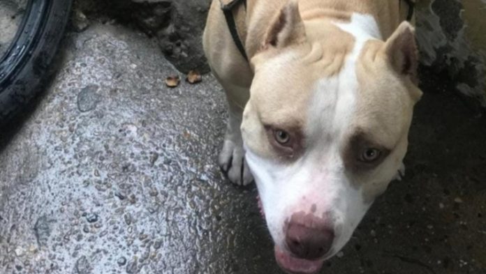 Homem é solto ao pagar fiança de R$ 3 mil após matar pitbull a facadas na zona leste da capital