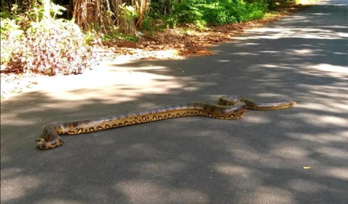 Sucuri de três metros é registrada passeando no Coroado em Manaus; assista ao vídeo