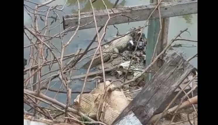 Jacaré e flagrado descansando em pilha de lixo no igarapé poluído da Manaus 2000; veja vídeo