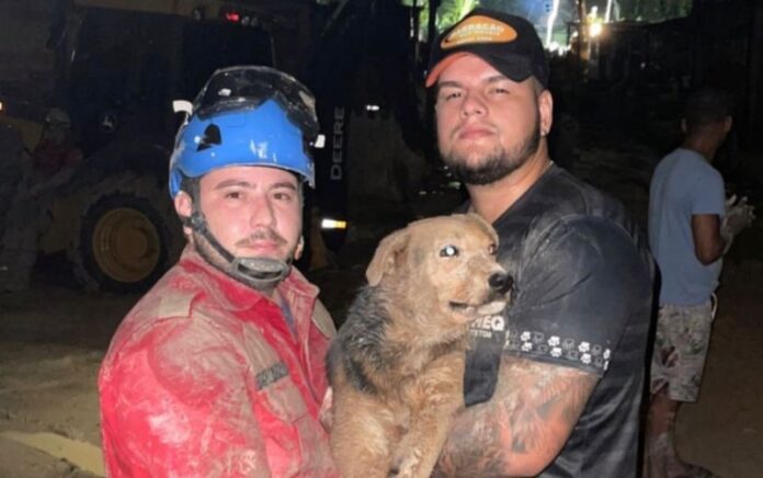 Cachorro soterrado é resgatado vivo de deslizamento de barranco, em Manaus