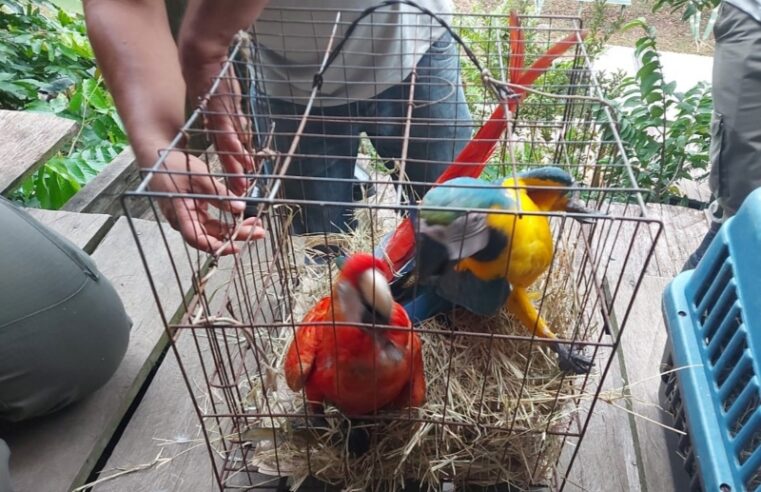Mais de 20 animais silvestres utilizados como atração turística são apreendidos, no AM