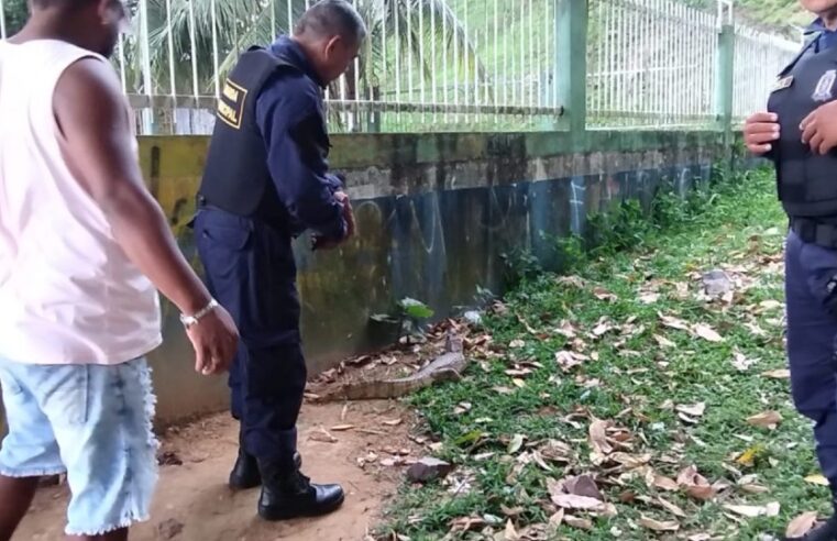 Batalhão Ambiental da Polícia Militar resgata jacaré que estava ferido na Ponta Negra em Manaus
