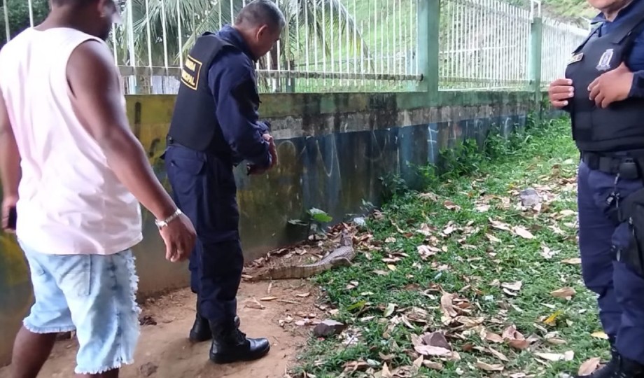 Batalhão Ambiental da Polícia Militar resgata jacaré que estava ferido na Ponta Negra em Manaus