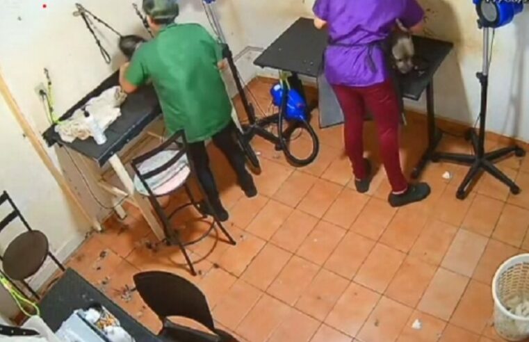 Cadela morre após ser agredida com socos e enforcada por funcionária em pet shop; assista ao vídeo