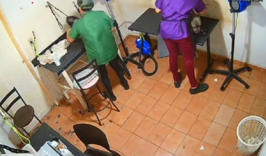 Cadela morre após ser agredida com socos e enforcada por funcionária em pet shop; assista ao vídeo