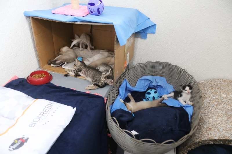 Feira do Bairro da Paz é entregue com espaço pet, wi-fi e climatização