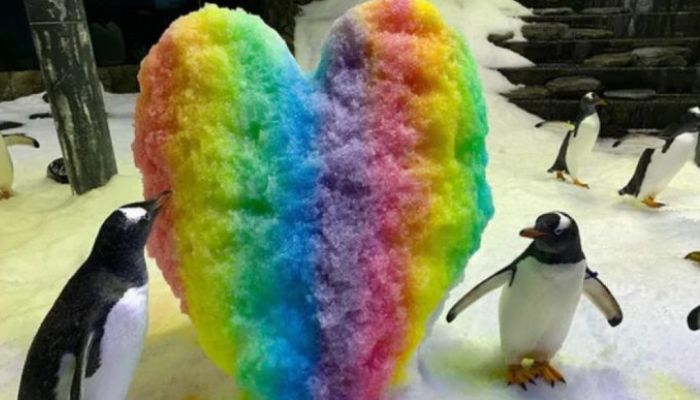 Casal de Pinguins Gays ganha festinha em alusão ao amor deles e ao mês LGBTQIA+