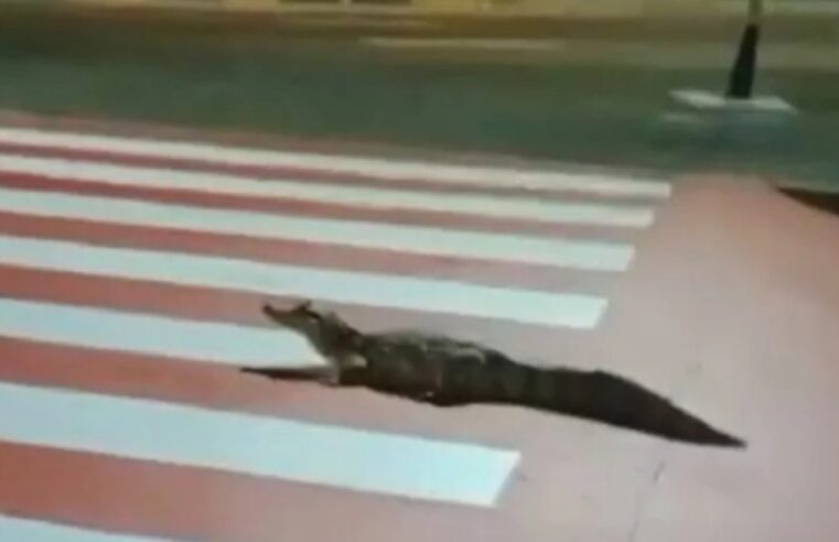 Em Manaus, jacaré é visto passeando em frente ao Shopping Millenium; assista ao vídeo