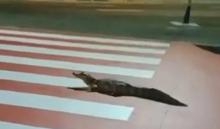 Em Manaus, jacaré é visto passeando em frente ao Shopping Millenium; assista ao vídeo