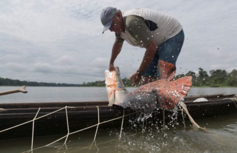 Lançamento do filme ‘Pirarucu – o respiro da Amazônia’ acontece domingo no Teatro Amazonas com entrada gratuita