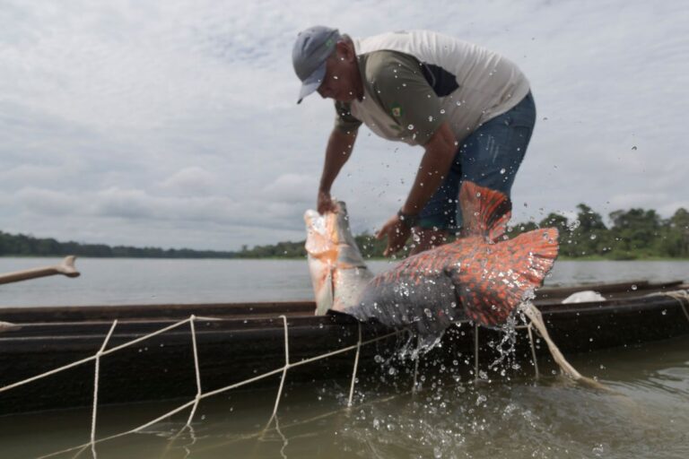 Lançamento do filme ‘Pirarucu – o respiro da Amazônia’ acontece domingo no Teatro Amazonas com entrada gratuita
