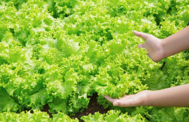 Verão amazônico: saiba como manter uma boa alimentação com as altas temperaturas