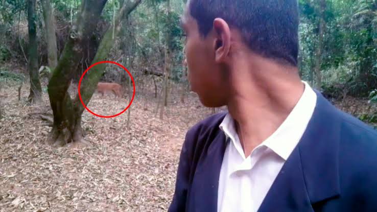 Onça-parda ‘interrompe’ pregação de pastor durante live em mata; veja