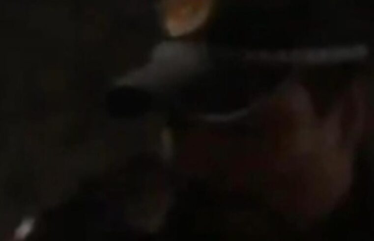 Em Manaus, cachorro é morto com disparo na cabeça por guarnição da Polícia Militar