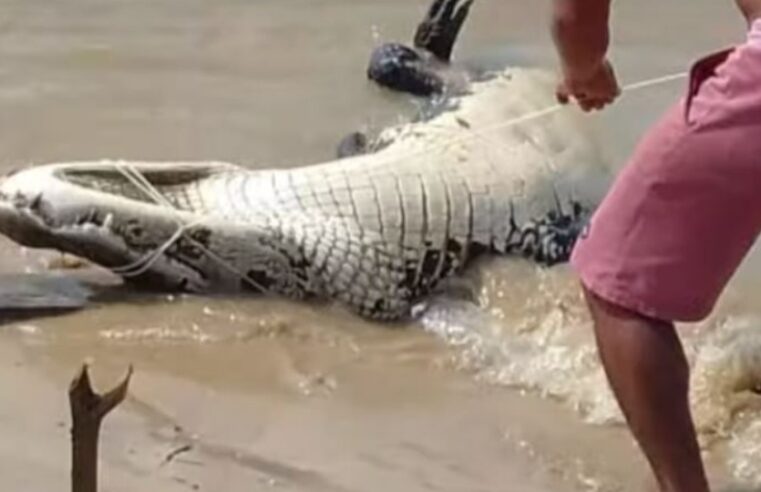 No Amazonas, pescador tem perna esquerda mutilada por jacaré gigante