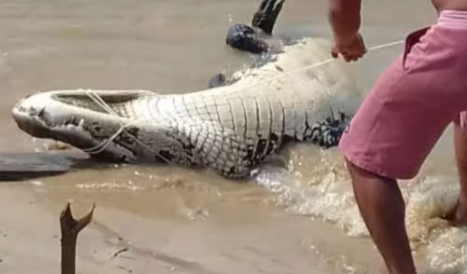 No Amazonas, pescador tem perna esquerda mutilada por jacaré gigante
