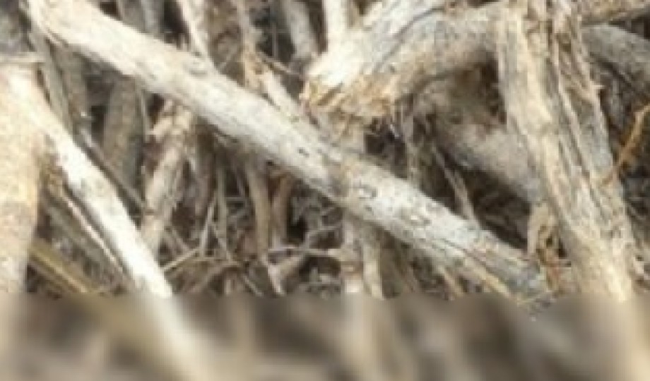 Mais uma ossada é encontrada na Zona Sul de Manaus; identidade foi achada ao lado dos restos￼