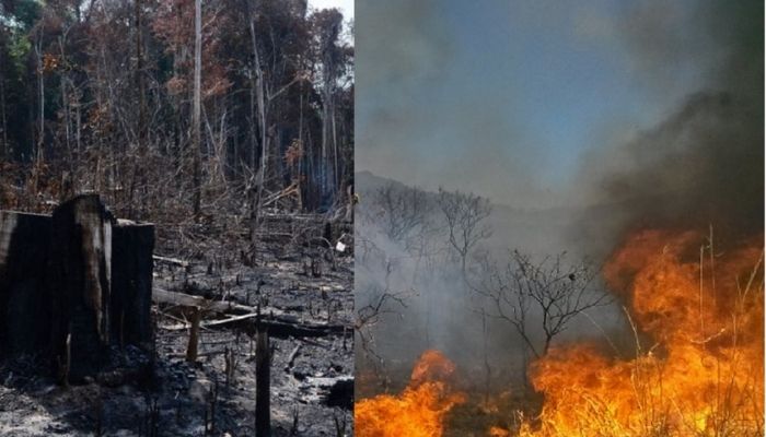 Polícia prende mais de 60 pessoas por invasão, desmatamento e queimadas em Manaus￼