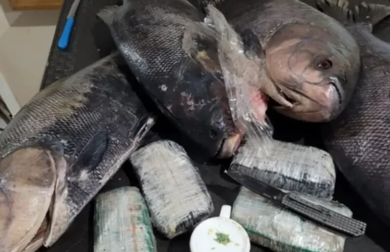 Drogas são apreendidas pela PF dentro de peixes congelados no Amazonas￼