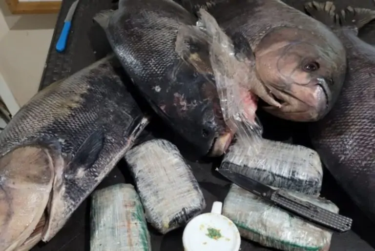 Drogas são apreendidas pela PF dentro de peixes congelados no Amazonas￼