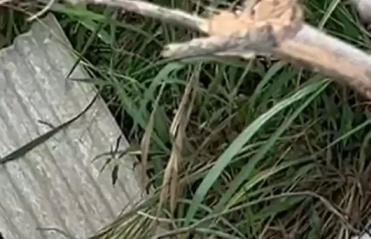 Cadáver é encontrado por moradores jogado em barranco na Zona Oeste de Manaus￼