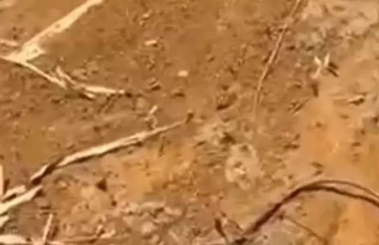 Cadáver é encontrado por trás do “Forró de Nós” em Manaus; moradores acionaram as autoridades￼