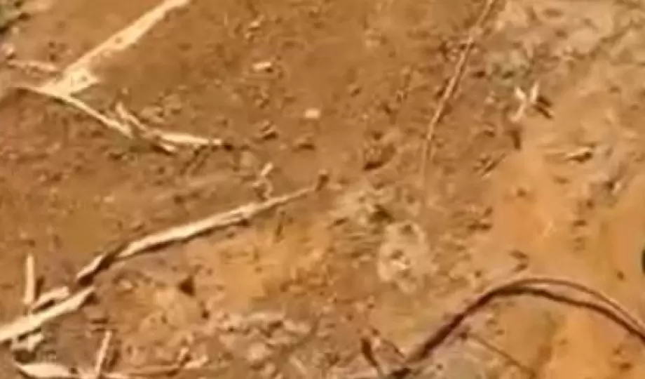 Cadáver é encontrado por trás do “Forró de Nós” em Manaus; moradores acionaram as autoridades￼