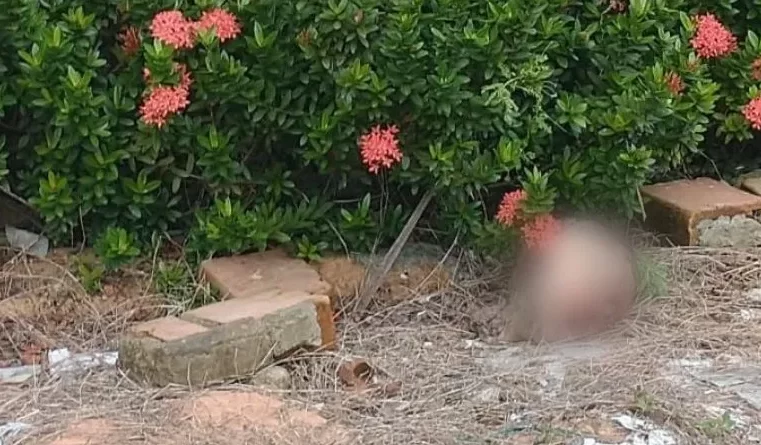 CENAS FORTÍSSIMAS: cabeça humana é encontrada por moradores em Manaus; VEJA VÍDEO