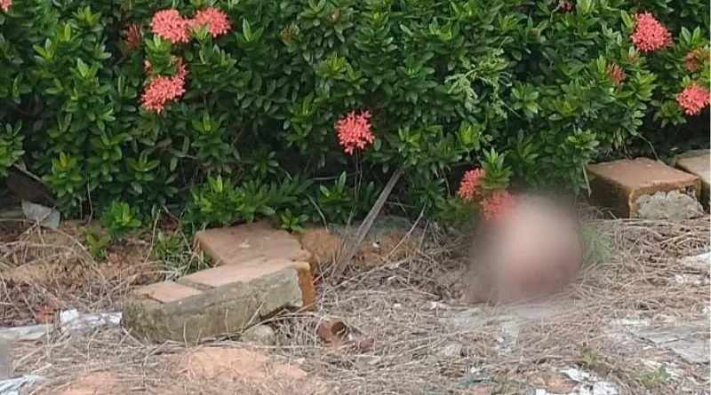 CENAS FORTÍSSIMAS: cabeça humana é encontrada por moradores em Manaus; VEJA VÍDEO