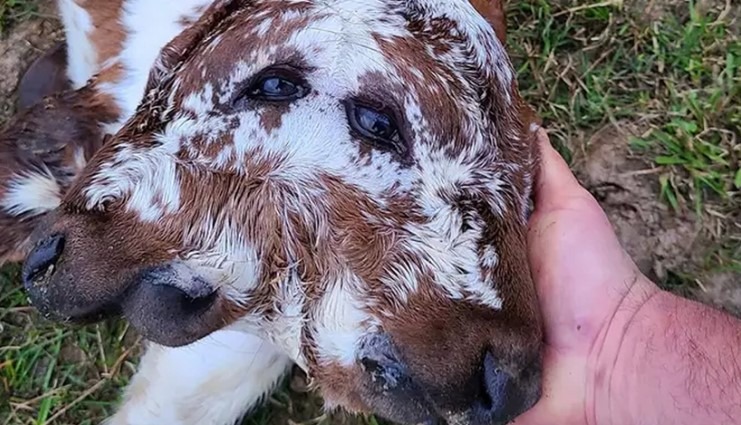 Bezerro com duas cabeças e quatro olhos completa 20 dias e intriga redes sociais