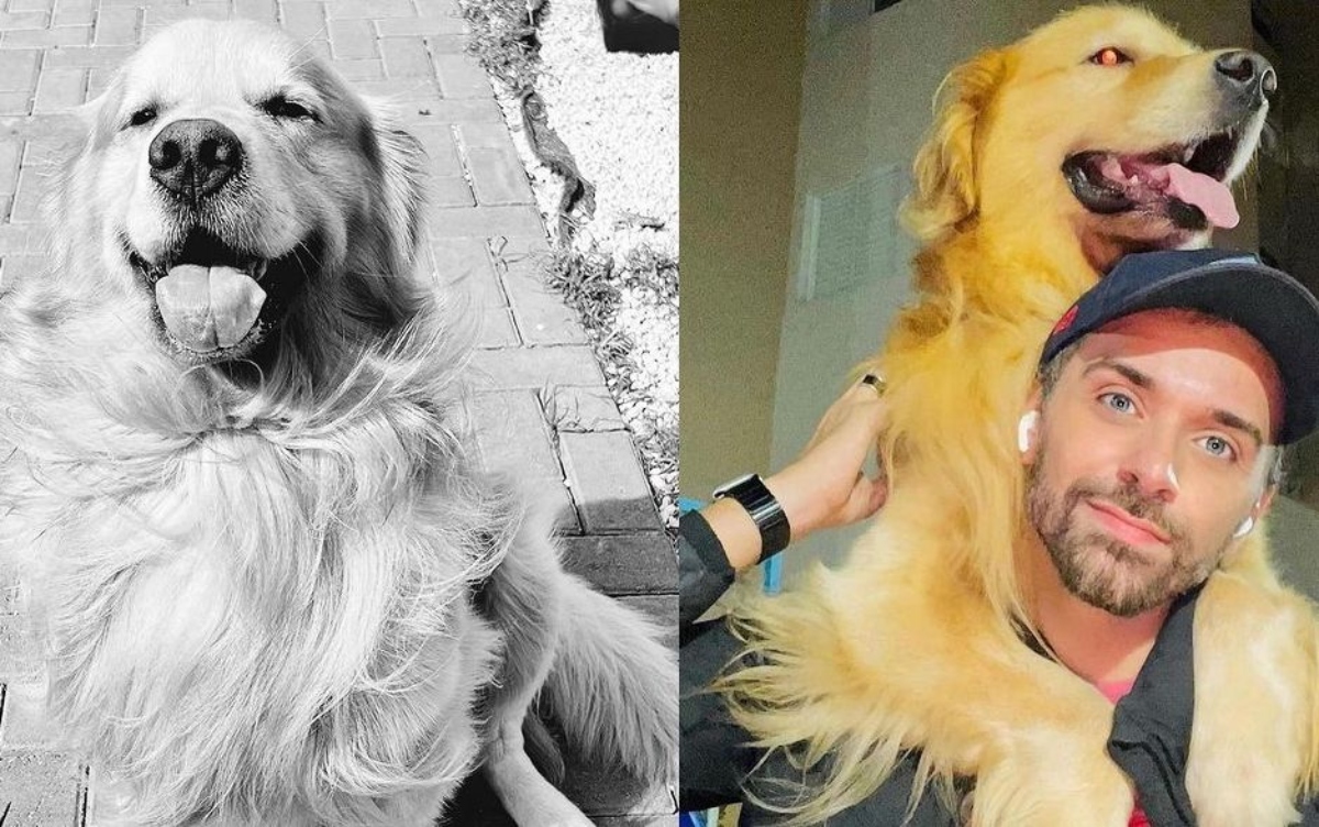 Anac e ministério vão investigar morte de cão em voo da Gol