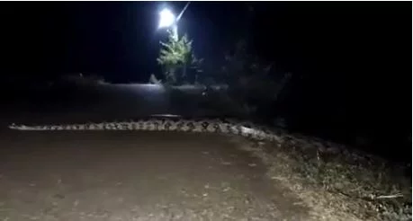 Sucuri gigante é flagrada em rua no Amazonas; vídeo