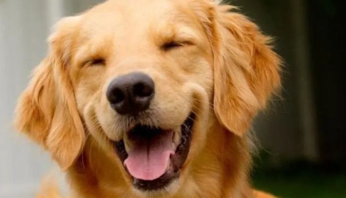 Lei Joca: Câmara aprova projeto que regulamenta transporte de pets em avião