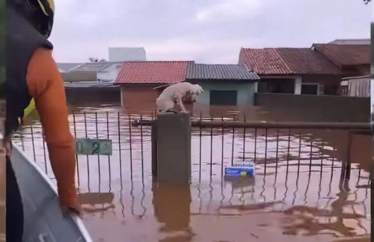 Pelo menos 3,5 mil animais ilhados pela chuva foram resgatados no RS