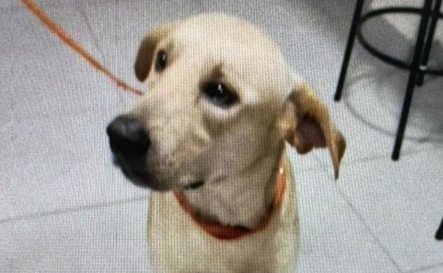 Polícia Civil prende homem por mat4r cachorro a facadas no bairro Lírio do Vale