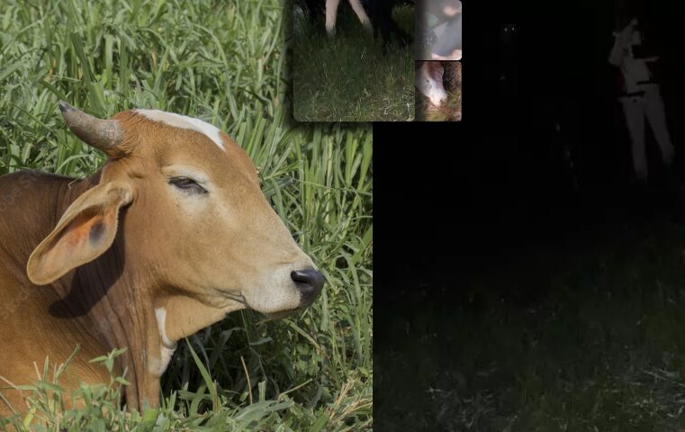 “Sentou a var4”: fazendeiro faz invasores de terra e ladrões de gado ch0rarem; veja vídeo