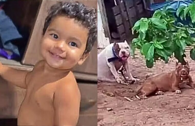 Bebê morre após ser atacado por por pitbull
