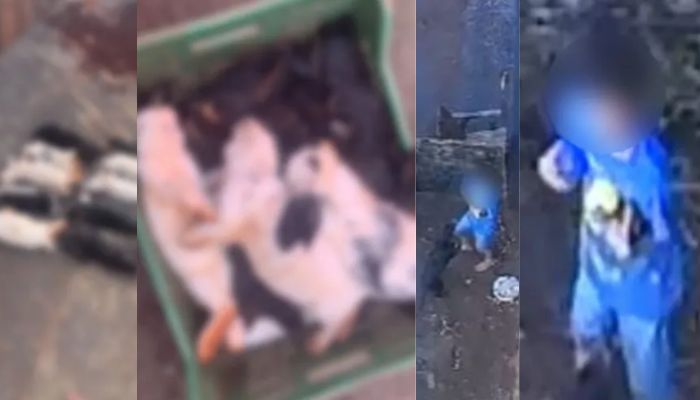 O que vai acontecer com a criança de 9 anos que esquartejou e matou 23 animais em hospital veterinário?