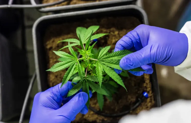 STJ autoriza importação e plantio de cannabis para fins medicinais